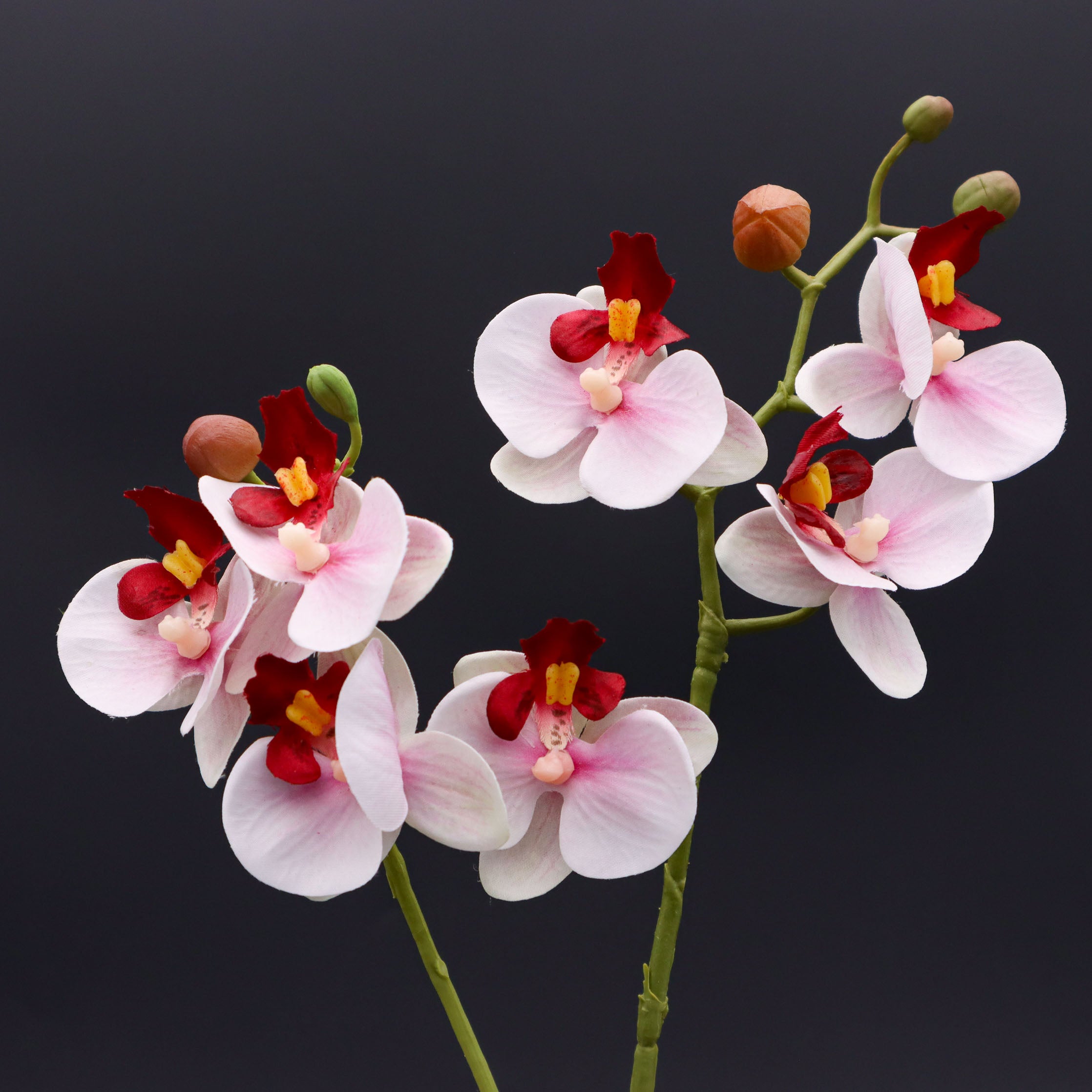 Orchidee Red Kiss 40 cm