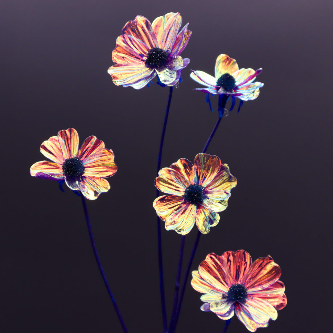 Iris Glow Cosmea in Purple, Blue 62 cm