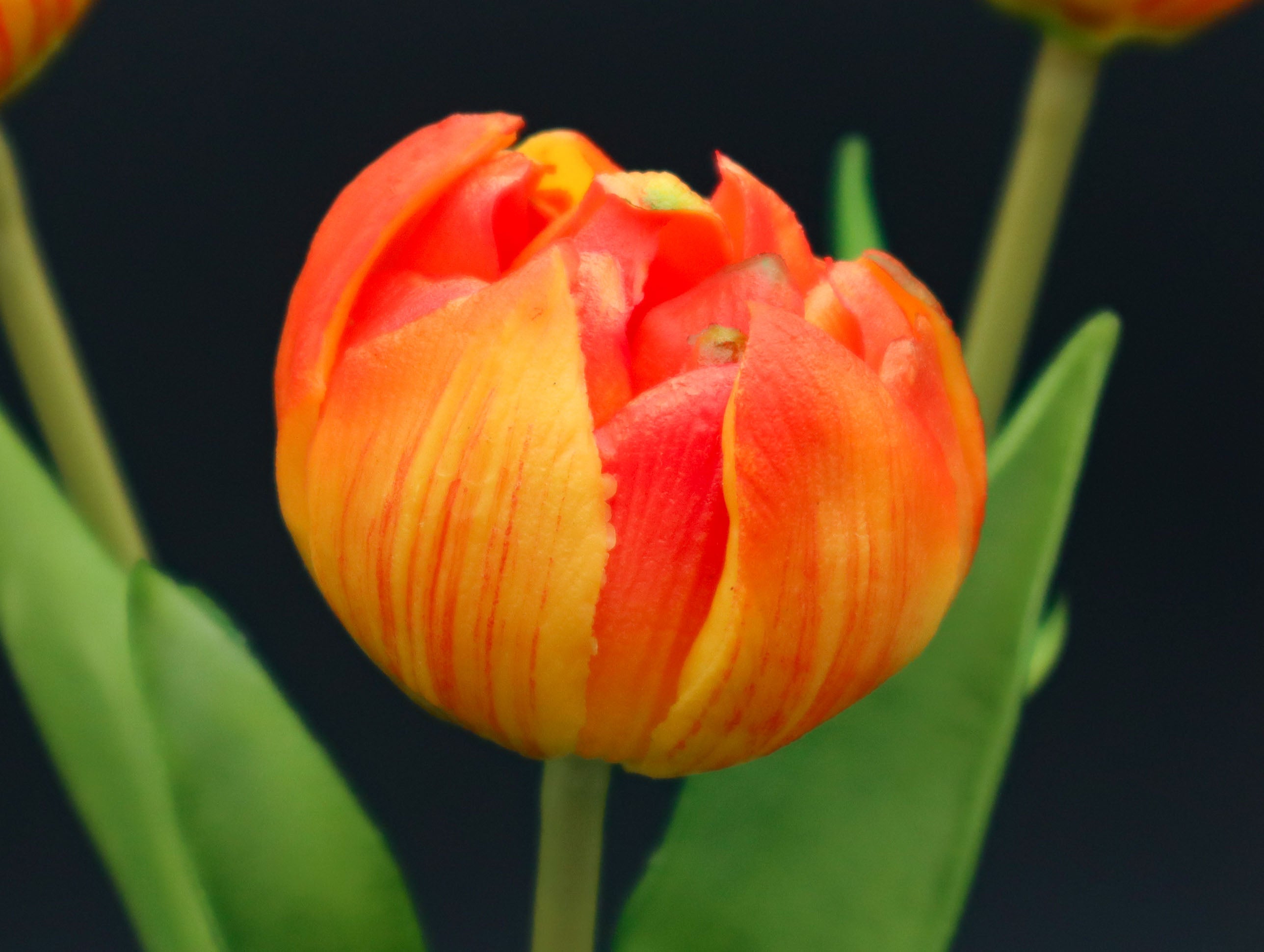 3 gefüllte Tulpen Orange mit Real Touch Effekt 39 cm