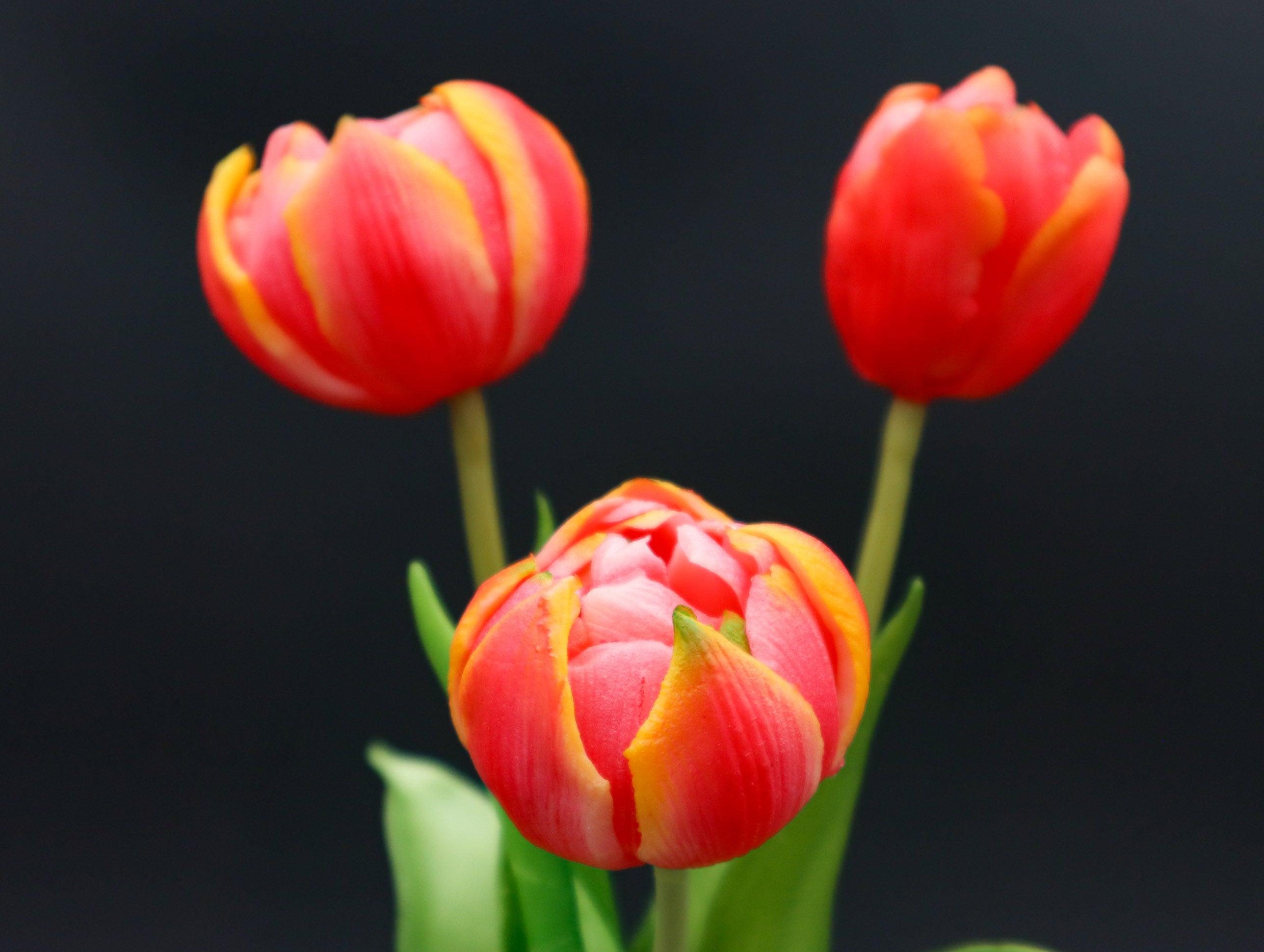3 gefüllte Tulpen Multicolor mit Real Touch Effekt 39 cm