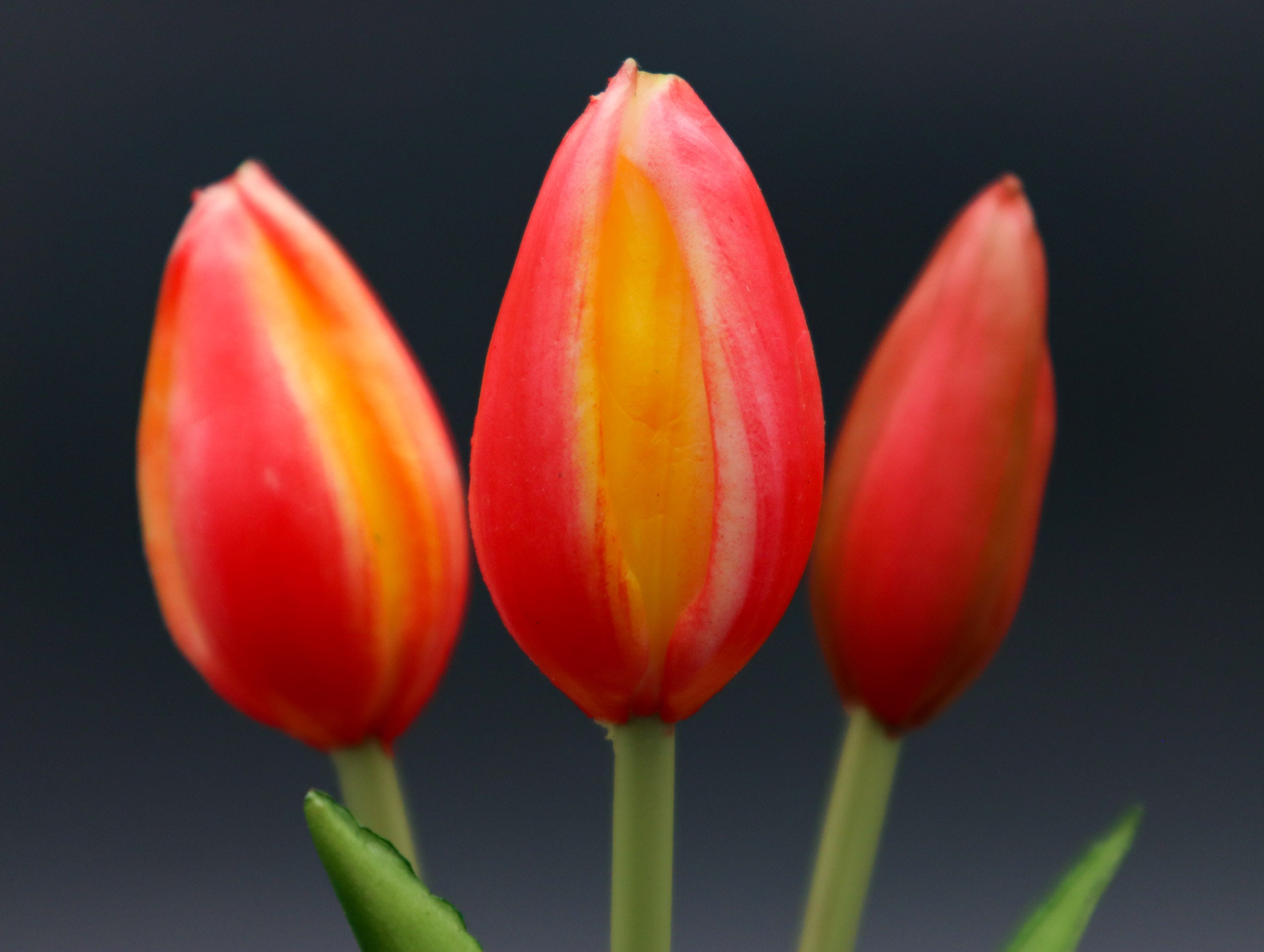 3 Tulpen Multicolor mit Real Touch Effekt 24 cm