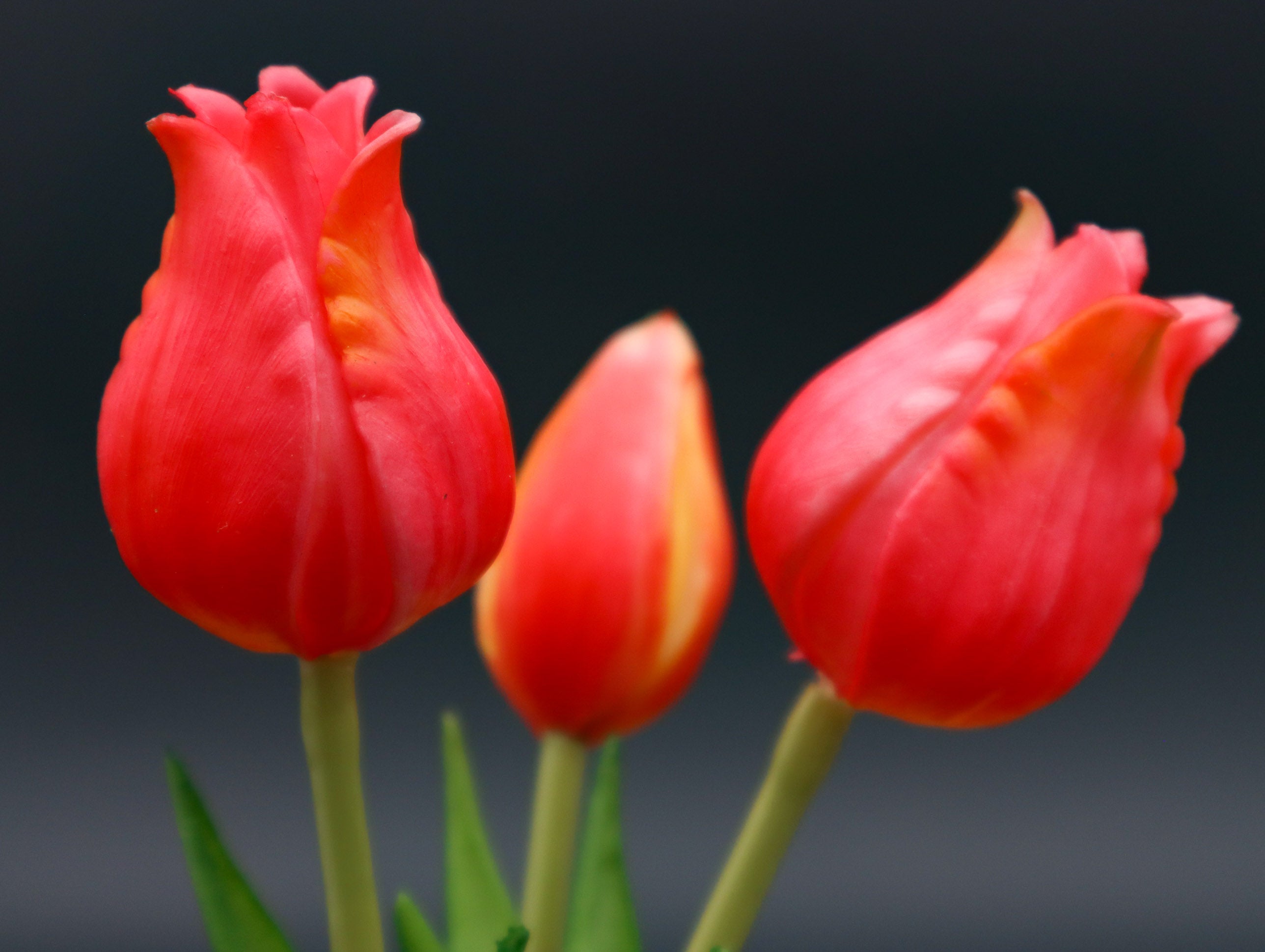 3 Tulpen Multicolor blühend mit Real Touch Effekt 22cm