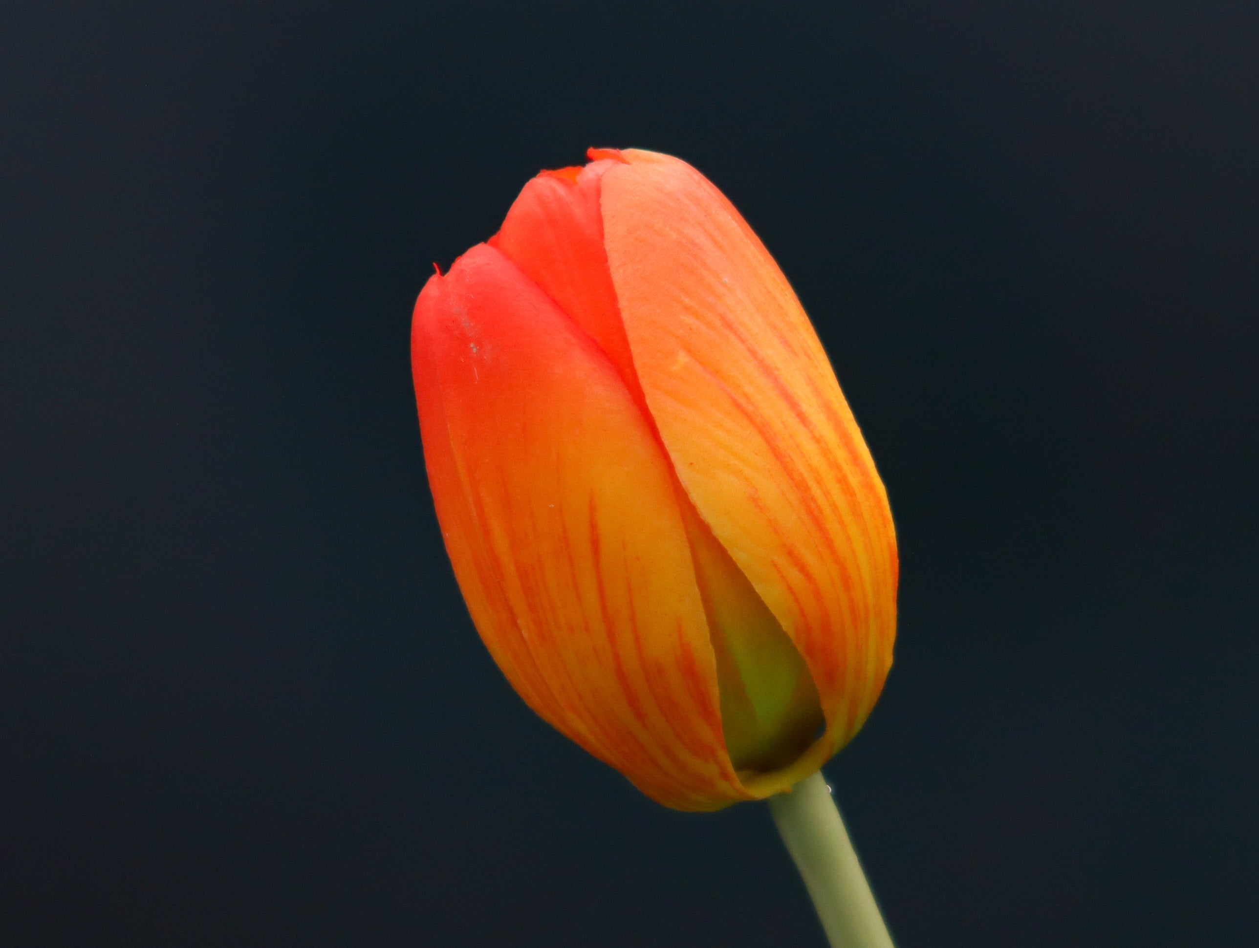 3 Tulpen Orange mit Real Touch Effekt 39 cm