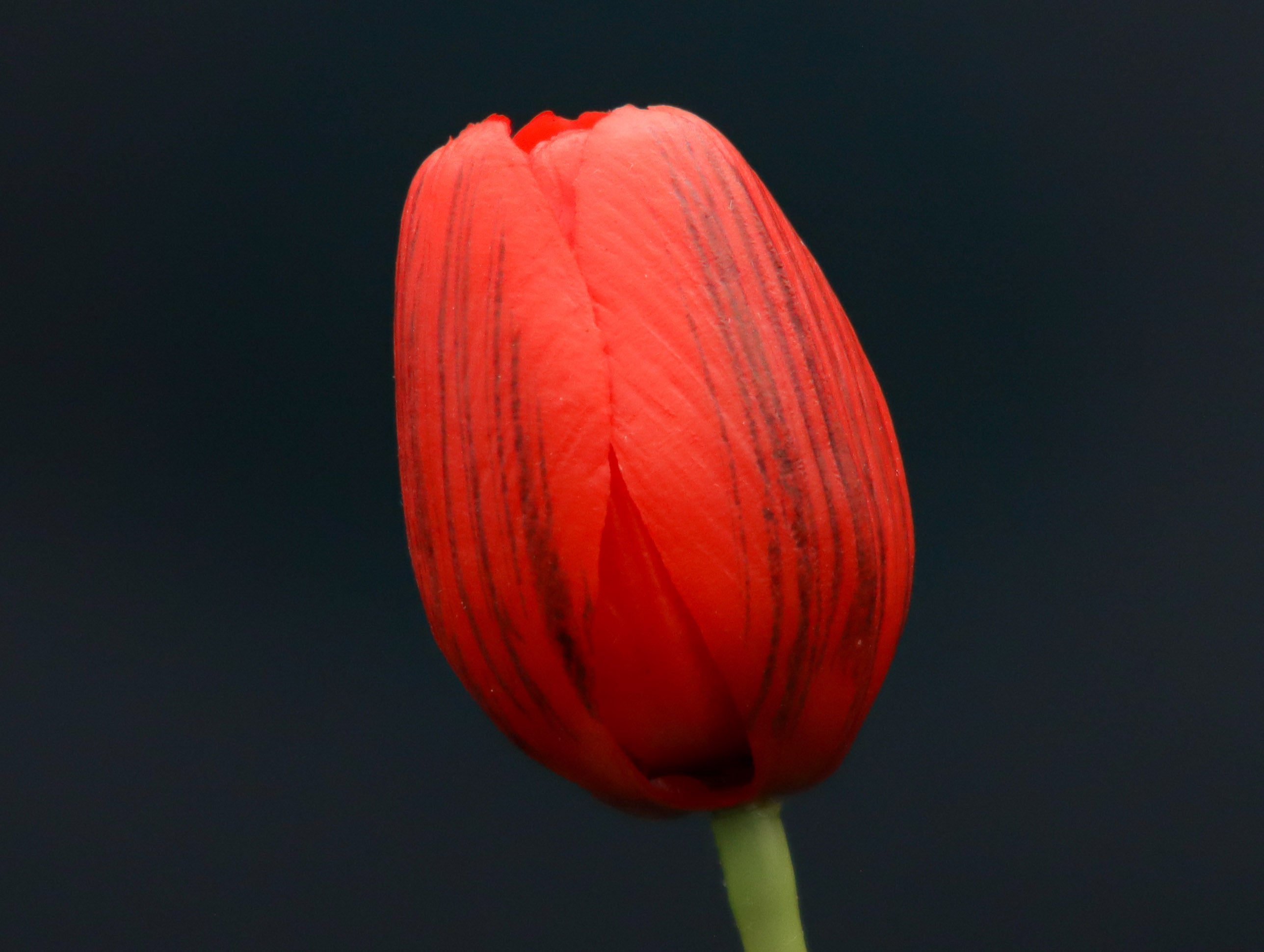 3 Tulpen Rot mit Real Touch Effekt 39 cm