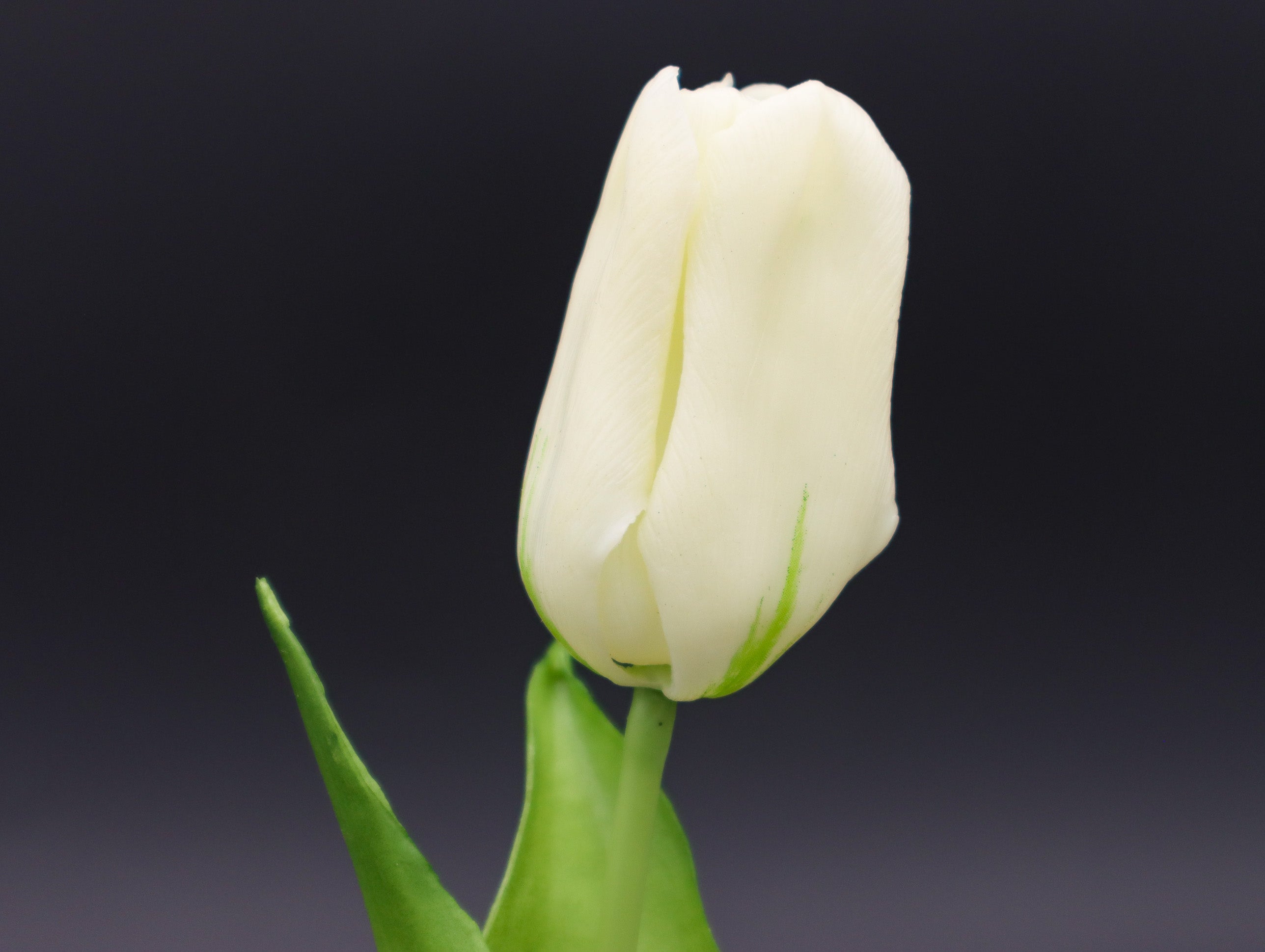 Tulpe Real Touch geschlossen Weiß 25 cm