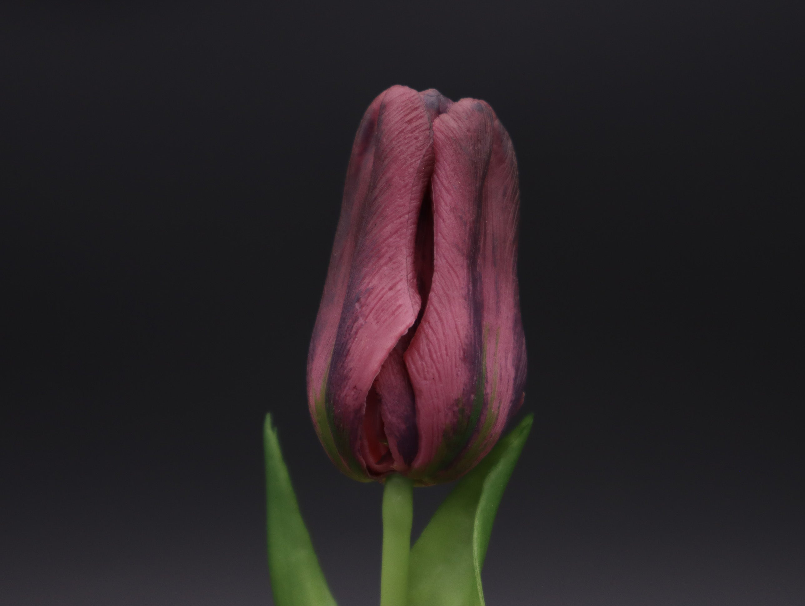 Tulpe Real Touch geschlossen Purple 25 cm