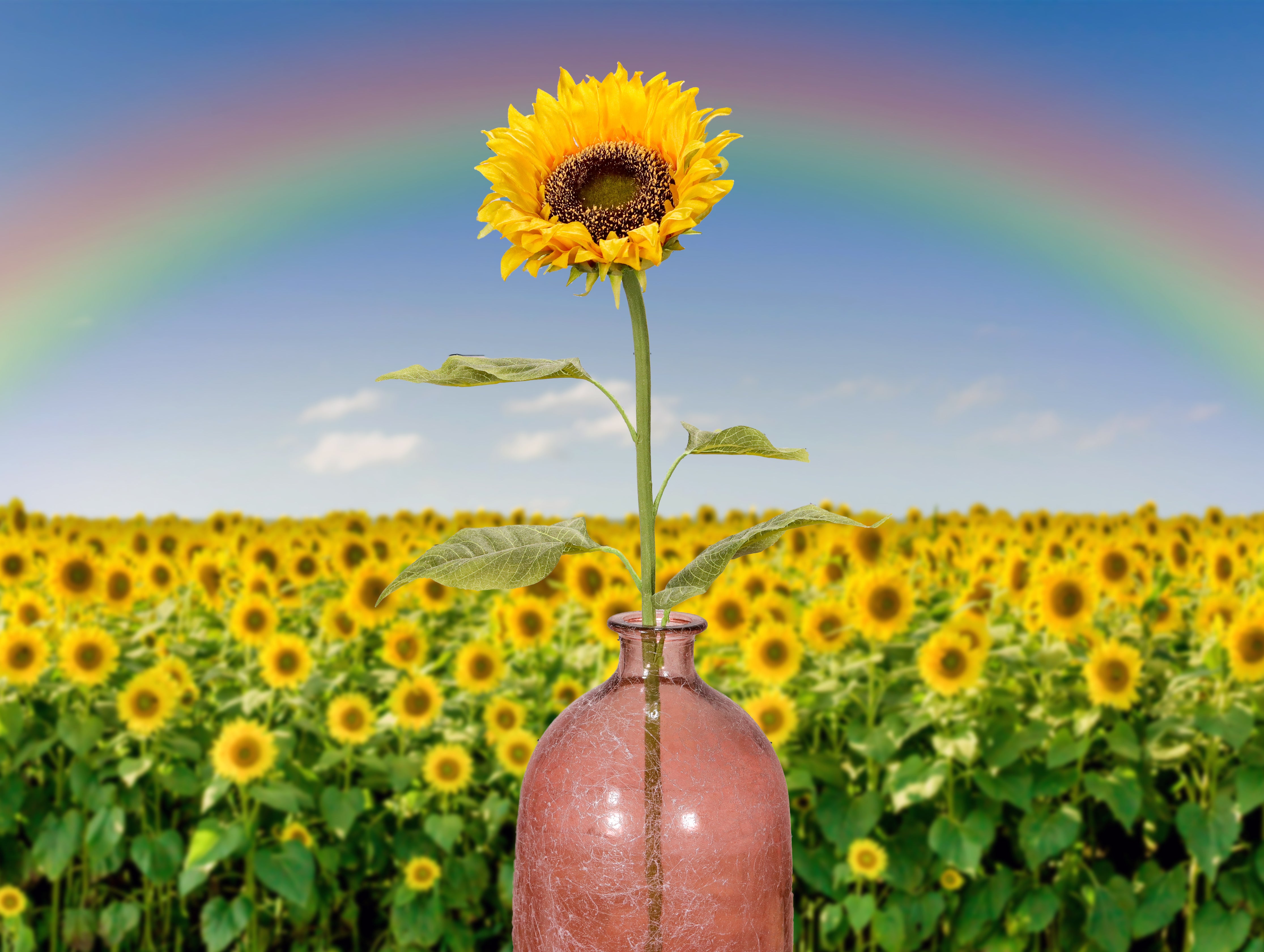 Große Sonnenblume