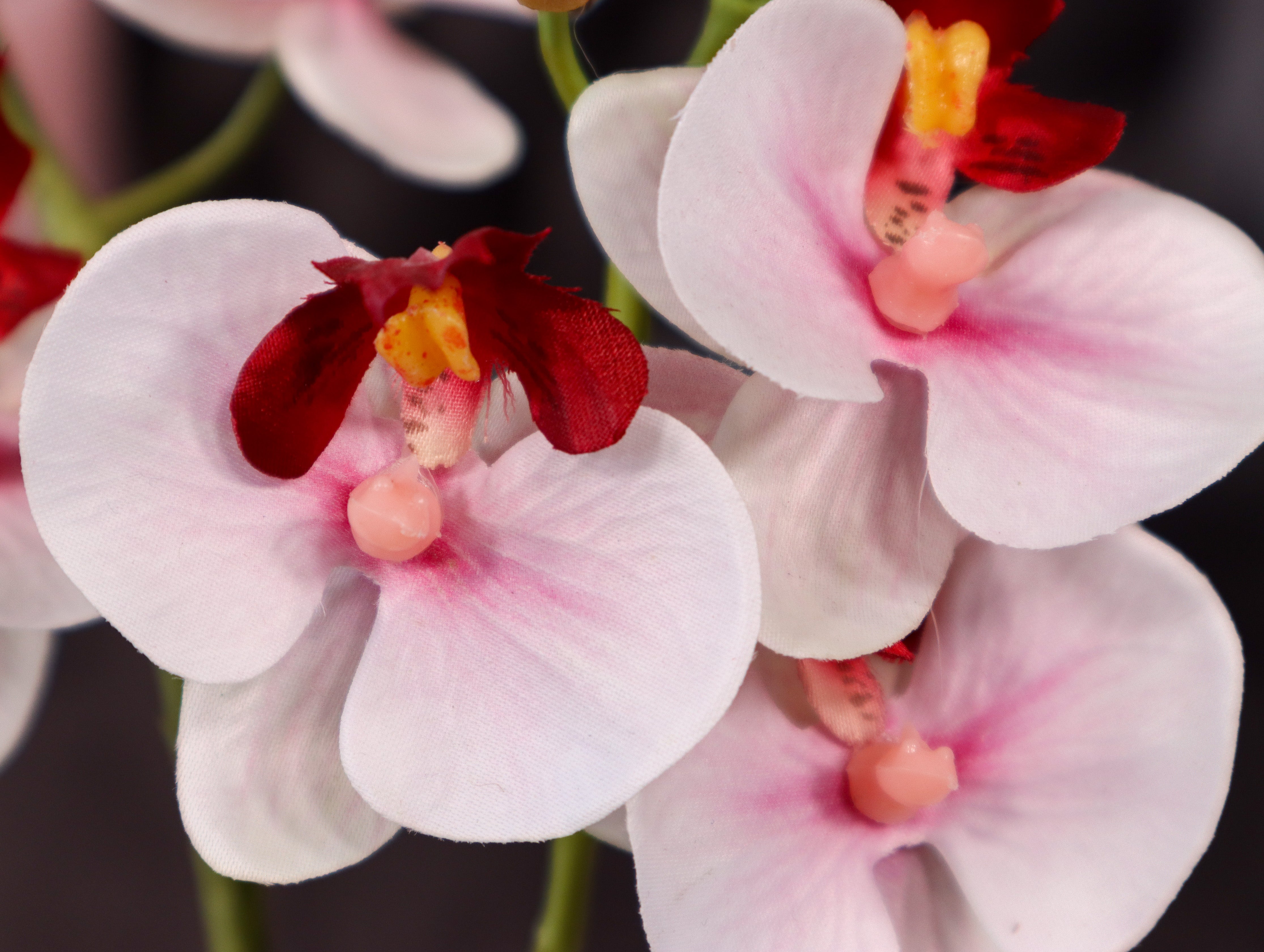 Orchidee „Red Kiss“ ca. 17 cm