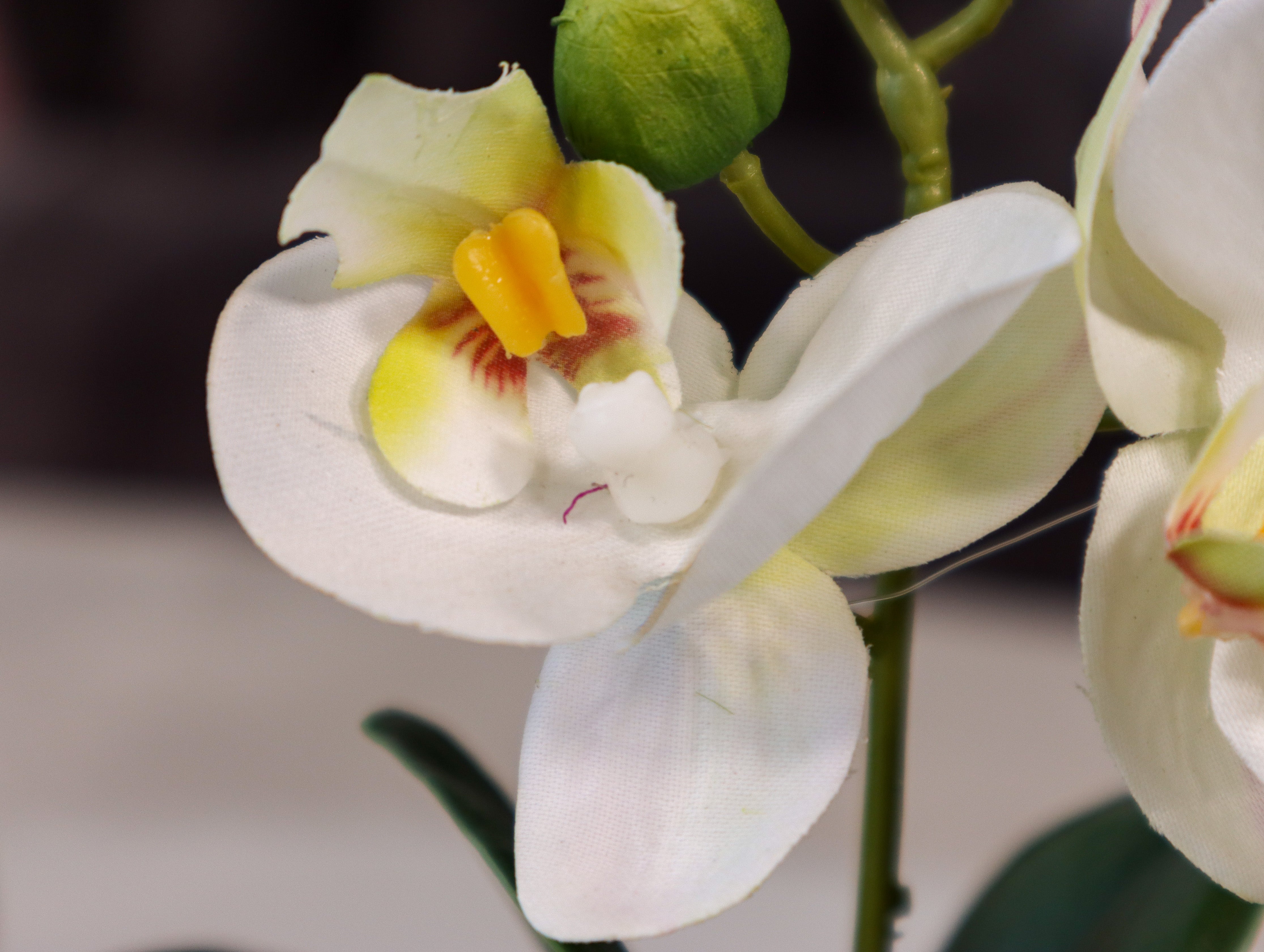 Orchidee „White Kiss“ ca. 17 cm