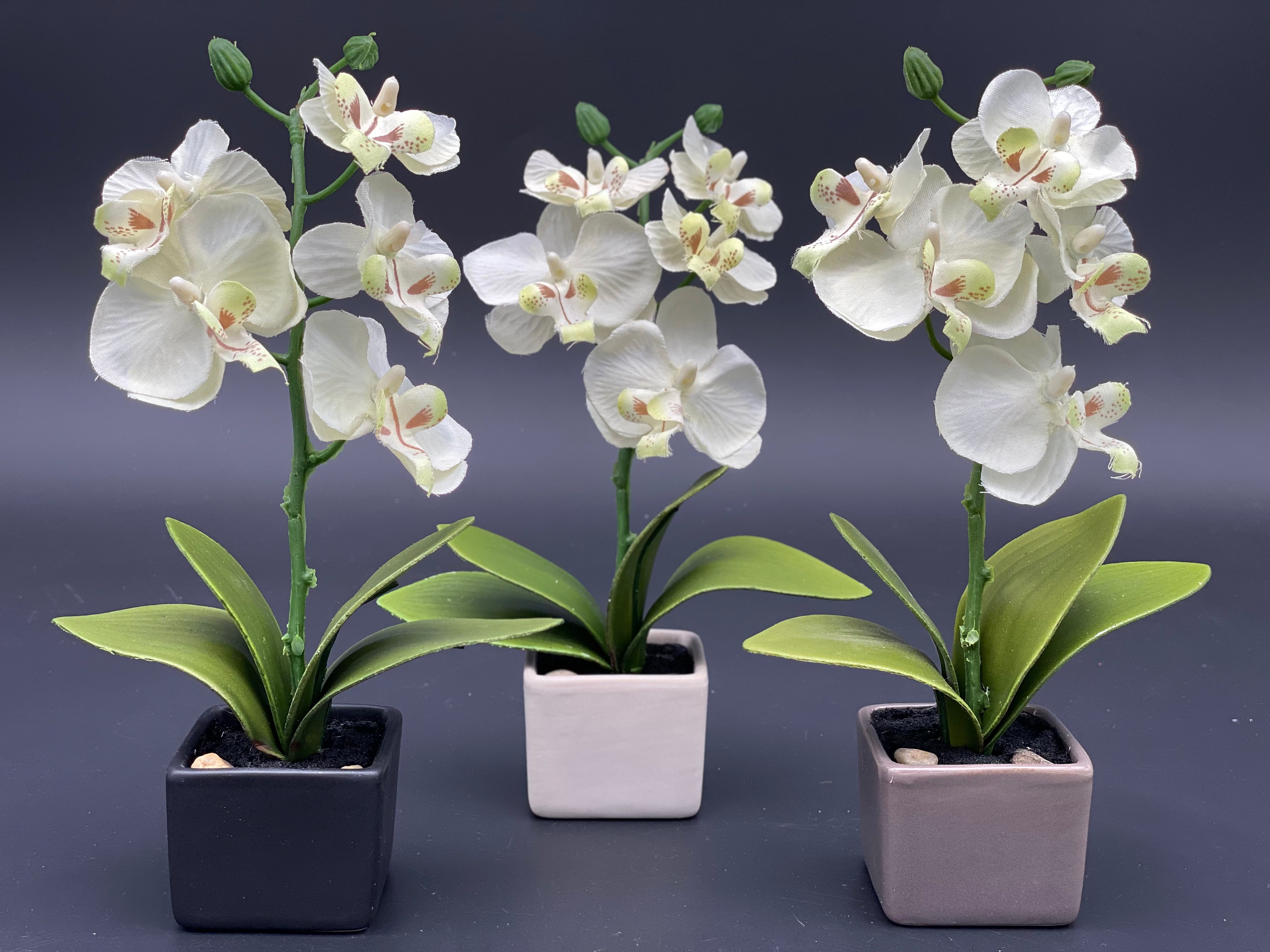 Kleine Orchidee im Keramiktopf 18 cm Schwarz, Stein oder Taupe