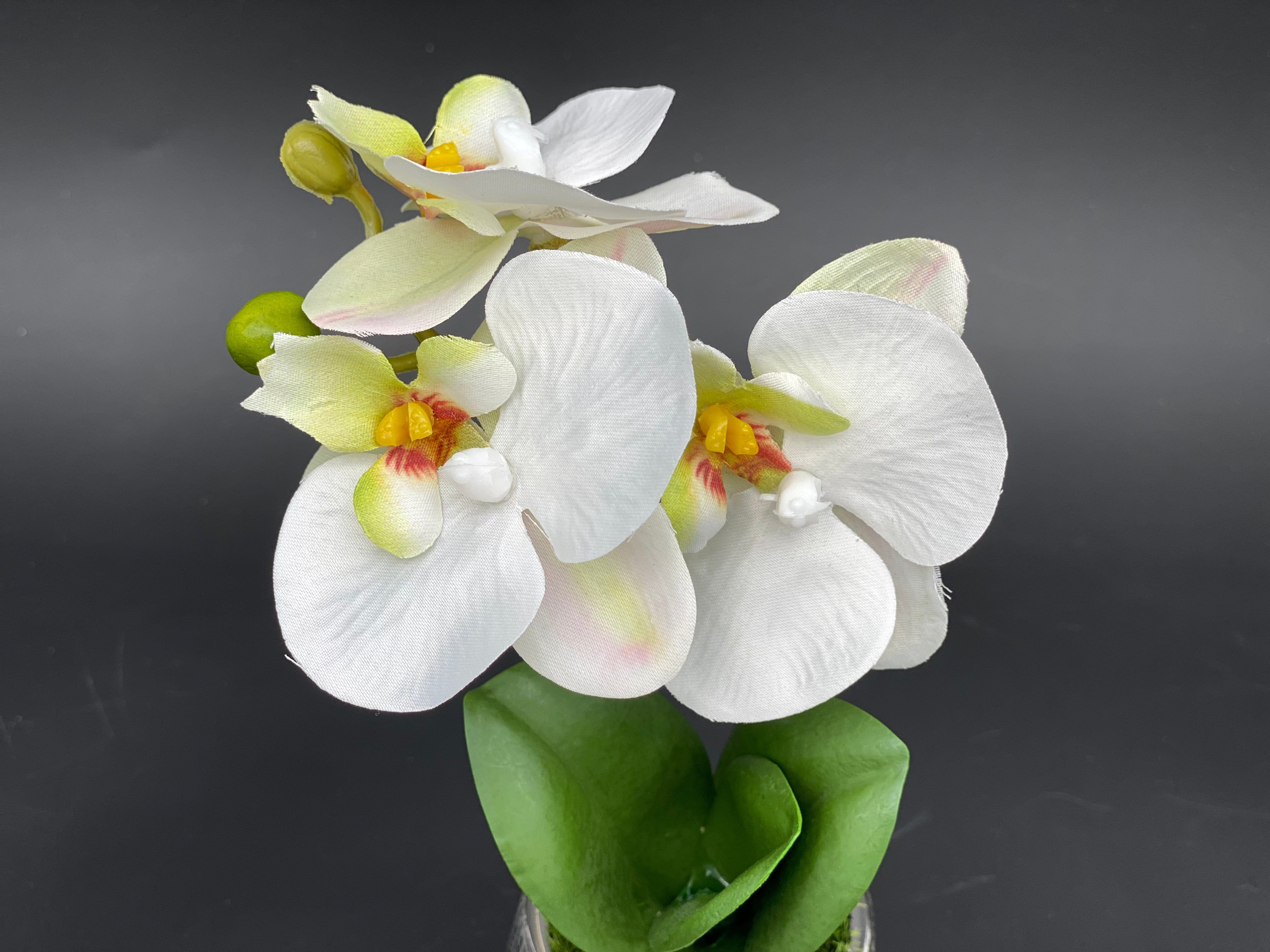 Orchidee im silbernen Keramiktopf, 20 cm